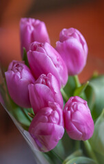 Tulips with leaves on a brown background
