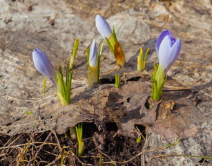 The flower 