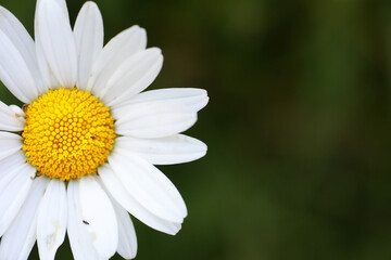Wild flower. Little flowers on a green meadow.
