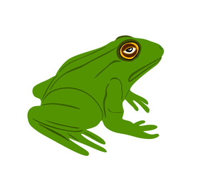 Frog vector illustration isolated on white background. Animal symbol, zoology of amphibian. 