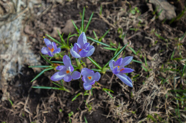 flower Crocus in the spring