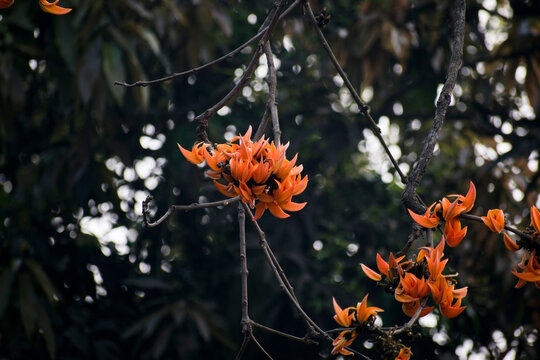 bunch of Polash or palash or bastard teak flower on a tree with dry branches
