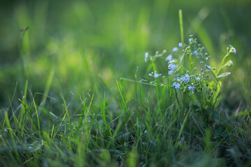 Wild flower. Little flowers on a green meadow.