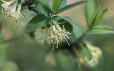 White flowers of honeysuckle in the spring