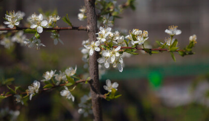 Plum blossoms