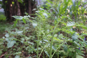 Closeup of green shoots in the park.
