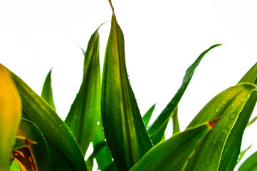 green grass on a white background