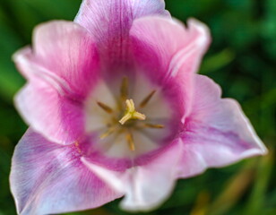 Fototapeta na wymiar Tulip flower close-up on green background