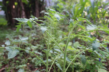 Closeup of green shoots in the park.