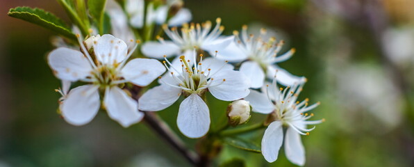 Plum flowers closeup on green background