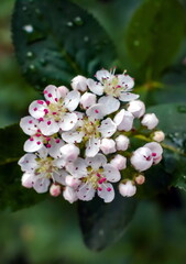 Black chokeberry flower closeup on green background