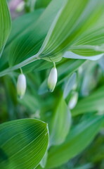 Obraz premium Flower bought (polygonatum) closeup on a green background