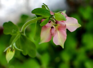 Flower Catchment closeup on green background