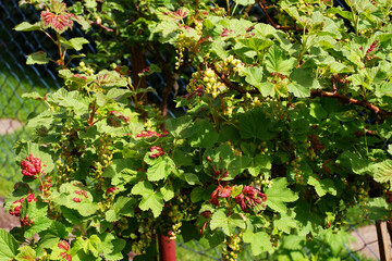 Red stains on the currant leaves damaged by pests