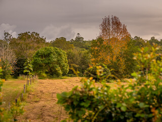 Autumn Field with Colourful Leaves and Drying Grass