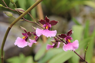 Orchid; Quito Botanic Garden, Ecuador.