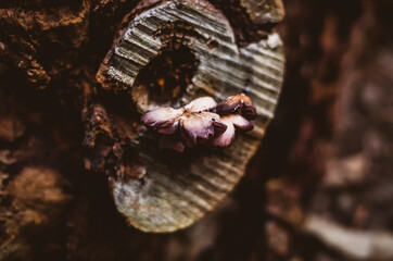 Mushroom on a tree