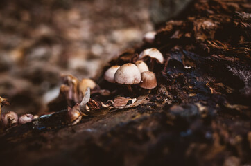 Mushrooms on a tree