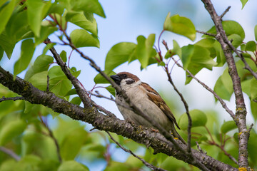 sparrow on a branch