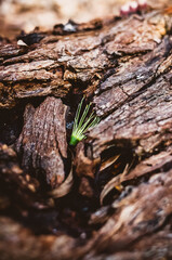 Close up of tree bark
