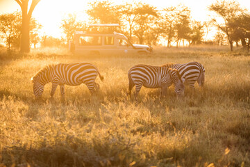 Fototapeta na wymiar African zebras at beautiful landscape during sunrise safari in the Serengeti National Park. Tanzania. Wild nature of Africa..