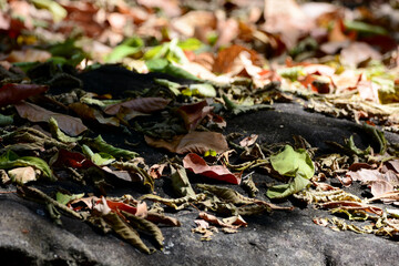 leaf on the ground