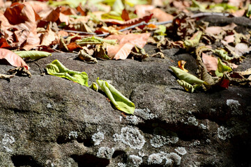leaf on the ground