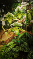 Paphiopedilum flower
