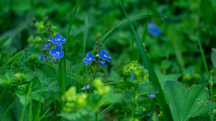 Veronica Dubrovna like droplets of water in the middle of a meadow