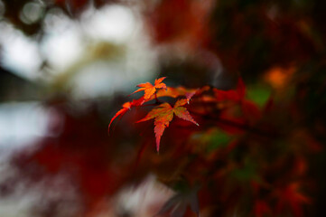 Fall Maple