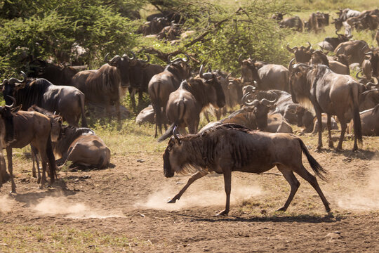 Group of wildebeasts during safari in National Park of Serengeti, Tanzania. Wild nature of Africa.