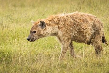 Hyena in the grass during safari in National Park of Ngorongoro, Tanzania. Wild nature of Africa