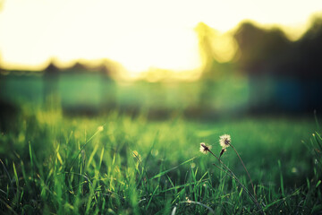 Fototapeta premium Bright spring greens at dawn in the forest. Nature comes to life in early spring.