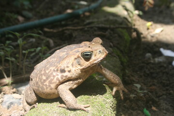 Sapos comunes o sapos europeos. Sapo Aga. Rhinella tiene razón.