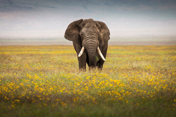 Fototapeta na wymiar Elephant eating grass during safari in National Park of Ngorongoro, Tanzania. Beautiful yellow flowers around him. Wild nature of Africa.