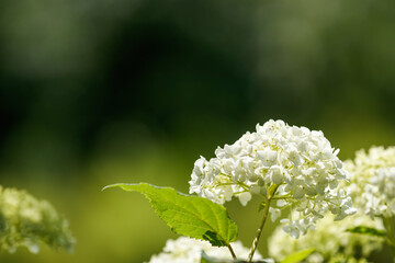 緑を背景に咲く白いアジサイの花