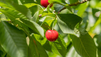 Red Cherry on the branch