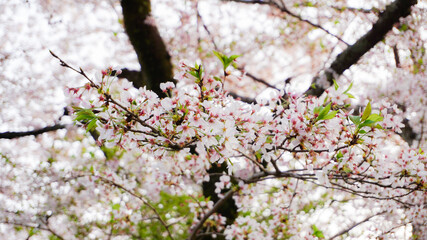 Cherry blossom in japan