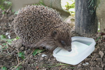 Hedgehog drinks milk in the garden on a sunny day in Ukraine. The hedgehog is disguised as gray soil.
