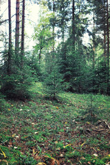 Bright spring greens at dawn in the forest. Nature comes to life in early spring.