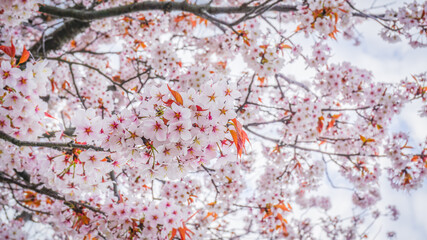 Cherry blossom in japan