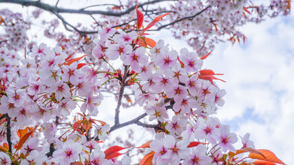 Cherry blossom in japan