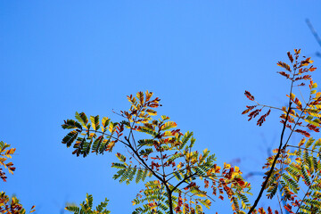 autumn leaves in the sky