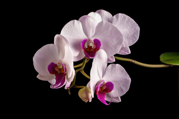 Orchid flowers on a black background