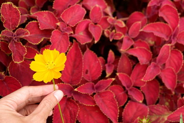 The colorful and fresh flowers in the garden