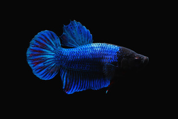 Siemese fighting fish on black background