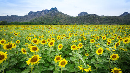 Sunflower field in Thailand