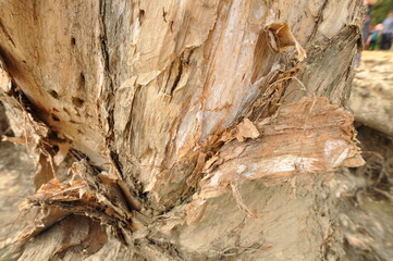 tree bark texture