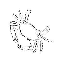 Sea blue striped illustration with crab, crab, vector sketch illustration