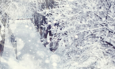Winter forest landscape. Tall trees under snow cover. January frosty day in the park.
